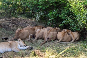 Lions sleeping under a bush in the african savannah