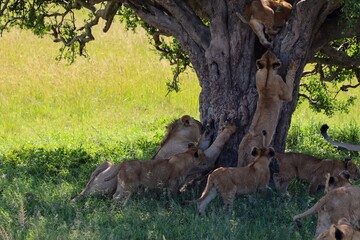 Lions climbing a tree in the african savanna