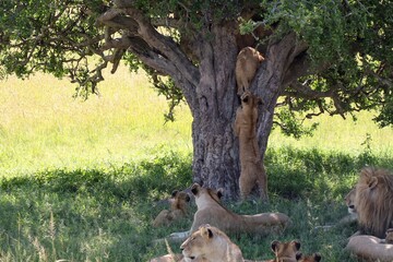 Lions relaxing and climbing a tree in the african savanna