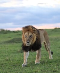 Male lion walking on green grass in Masai Mara, Kenya