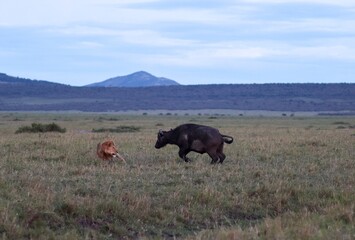Lion and Buffalo facing off in the African Savanna