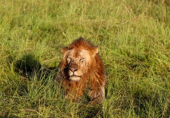 Majestic lion resting in the african savanna grass