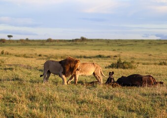 Majestic Lions Feeding on a Wildebeest in the Serengeti