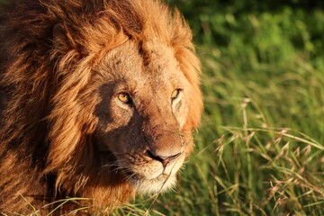Majestic lion walking through tall grass in african savanna