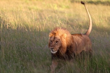 Male lion walking in the high grass of african savanna