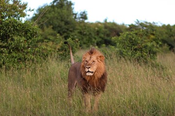 Majestic lion walking in the african savanna
