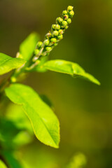 Young green seed pods or flower buds are growing in a vertical formation. Macro botanical photography showing detailed plant development against the soft green natural background