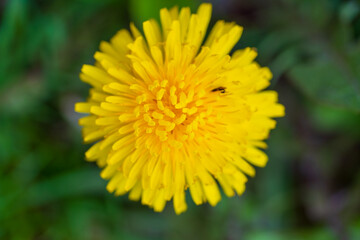 A bright yellow dandelion flower with delicate petals against a soft green natural backdrop. Beautiful macro photography of a common wildflower showing intricate floral structure and vivid colour