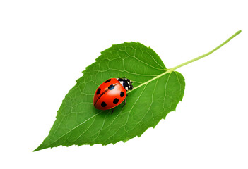 Obraz premium bright ladybug on green leaf macro nature insect view
