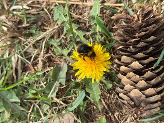bee on sunflower