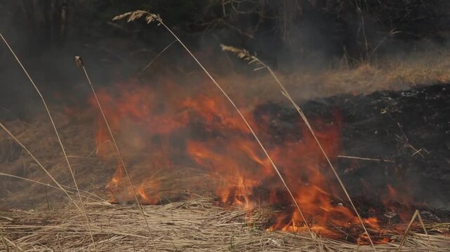 Flames and smoke rise from dry grass during a controlled burn in a field, used for land management and vegetation control.
