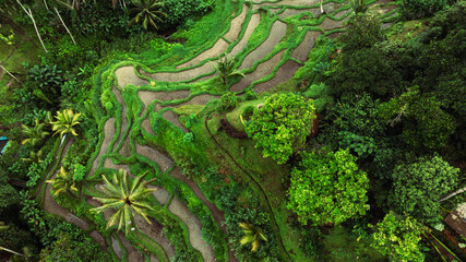 Rice filed and rice terrace on Bali, Indonesia	
