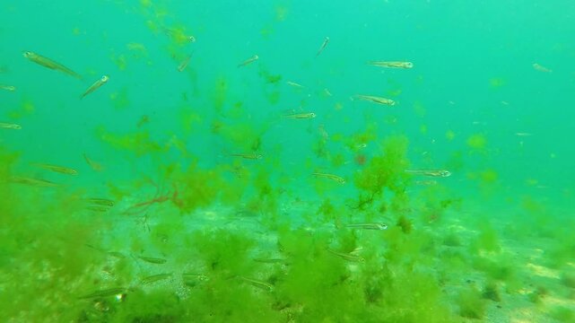 I swim with small fish underwater in the sea and seaweed, underwater world