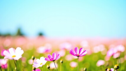 Fototapeta premium Pink Cosmos Flower Field: A Vibrant Meadow with Blooming Flowers Under a Clear Sky