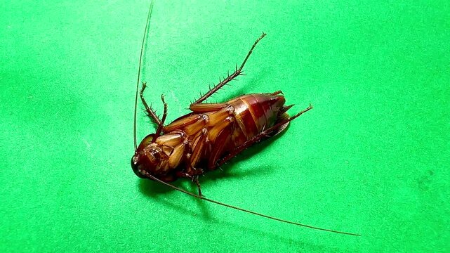 Female cockroach lying on her back laying eggs on a green screen CG cockroach on a table