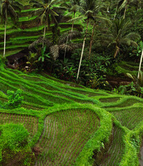 Rice filed and rice terrace on Bali, Indonesia	
