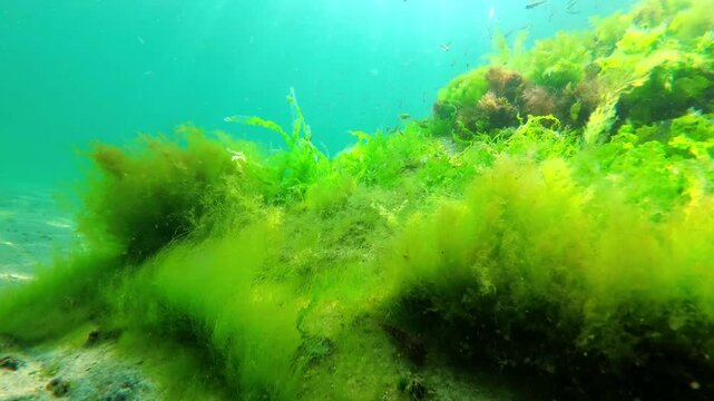 I swim with small fish underwater in the sea and seaweed, underwater world