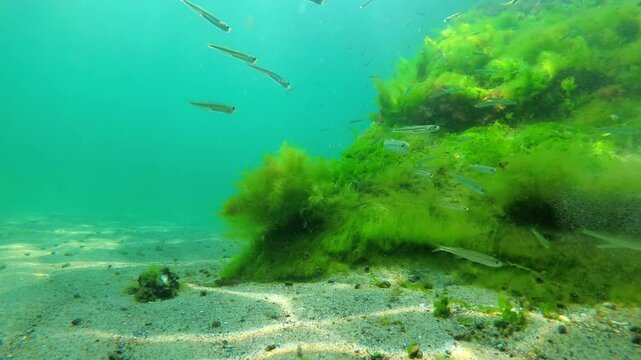 I swim with small fish underwater in the sea and seaweed, underwater world