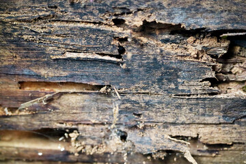 Close-Up of Weathered Wood Surface Showing Signs of Decay and Damage
