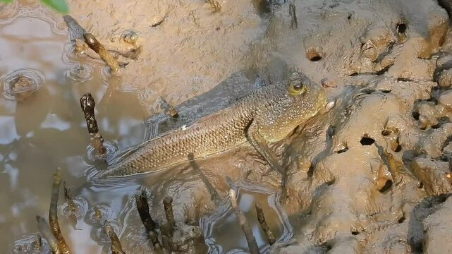 Giant mudskipper (Periophthalmodon schlosseri)