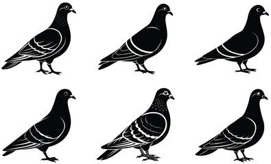 Pigeon domestic animal silhouette black vector art design set