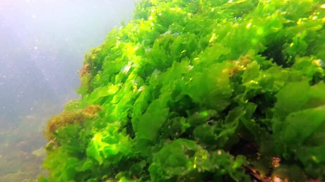 Black Sea algae sway on a rock against the backdrop of mussel growth