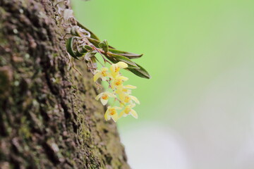 イヌザクラの幹に着生したカヤラン