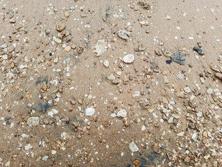 Macro Texture of Beach Sand with Tiny Shells and Pebbles