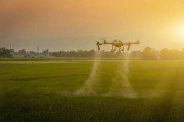 Smart farm with drones Agricultural drones fly to spray fertilizer on rice fields in the morning.