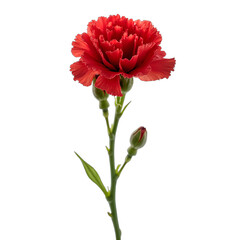 Elegant red carnation isolated on a transparent background. Fine art floral featuring macro details. Perfect for Valentine's Day, Mother's Day, love, remembrance, or botanical design.