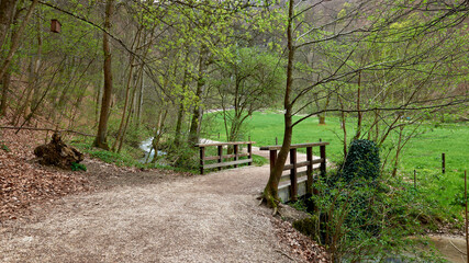 Serene Forest Path In Early Spring Leading To Rustic Wooden Footbridge Surrounded By Lush Greenery And Ivy-Covered Bushes Under Soft Diffused Light.