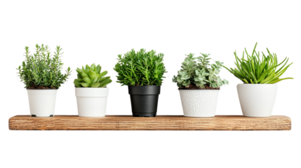 Indoor plant arrangement home photography cozy setting close-up greenery display