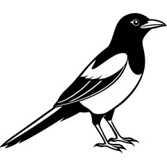 Elegant Magpie in One-Line Vector Design