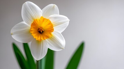 Obraz premium Close-up Daffodil Blossom - Spring bloom, vibrant yellow and white petals, delicate flower, nature's beauty, new beginnings. Symbolizes hope, renewal, new life, cheerfulness, and springtime