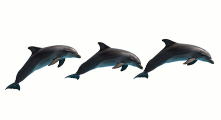 Fototapeta premium Three Dolphins Swimming Together Gracefully in Clear Water