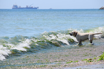 A joyful light-colored dog, likely a Labrador Retriever, is playing and running in the shallow...
