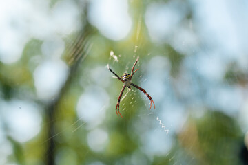 colorful spider on its intricate web against a soft natural green background symbolizing the beauty of wildlife delicate ecosystems and the complexity of nature's design