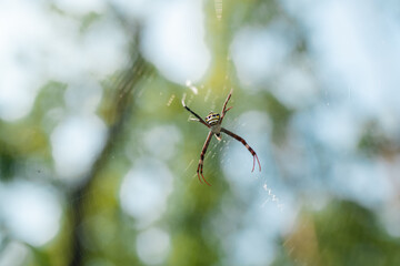 colorful spider on its intricate web against a soft natural green background symbolizing the beauty of wildlife delicate ecosystems and the complexity of nature's design