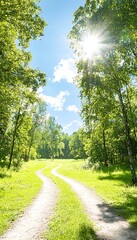 Obraz premium Sunny Forest Path Winding