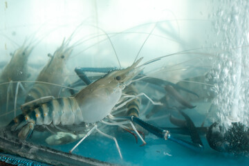 Freshwater giant river prawns in a clear oxygenated tank, showcasing their blue claws and segmented shells, waiting for selection in a seafood restaurant or market with a focus on freshness