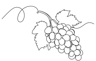 One continuous line drawing of a grape bunch, minimalist and clean. A simple, line art grape isolated on a white background vegan symbol in linear doodle style. Great for organic food designs vector.