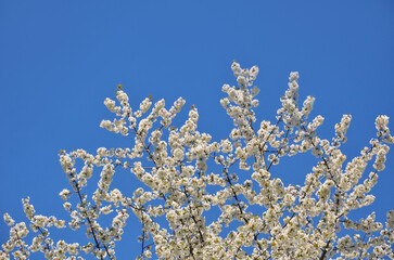 Beautiful white blooming cherry tree against clear blue sky background. Spring  landscape with white flowering cherry tree in sunny day.