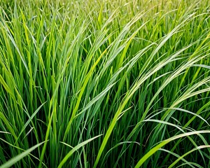 Fototapeta premium Vibrant Green Grass Blades Swaying Gently in the Breeze A Close-Up Nature Photograph