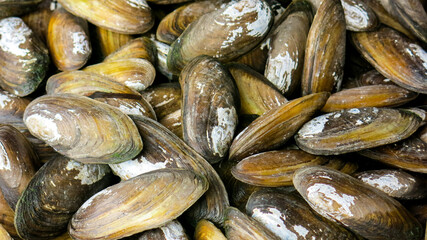 close up view of fresh raw cockles, saltwater seafood, on the fish market display.