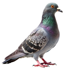 Fototapeta premium pigeon PNG, transparent background 