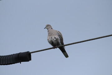 Eurasian collared dove, Streptopelia decaocto aka Eurasian Collared Dove perched on the electric wire. Isolated on blue background. european collared dove on a blue background