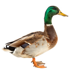 Obraz premium mallard PNG, transparent background 