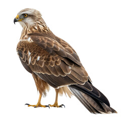 Obraz premium marsh harrier PNG, transparent background 
