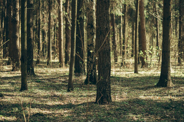 Morning spring colorful sunny forest