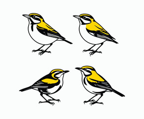 Fototapeta premium Yellow Rumped Warbler Silhouette Vector Collection EPS Template